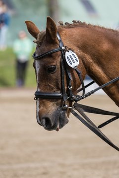 Bild 91 - Pony Akademie Turnier